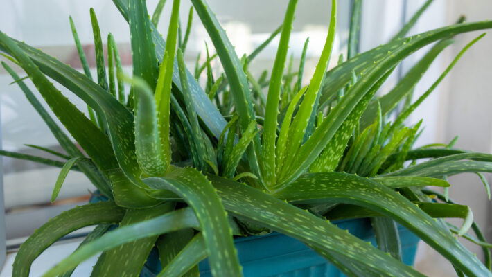 Aloe Vera plant