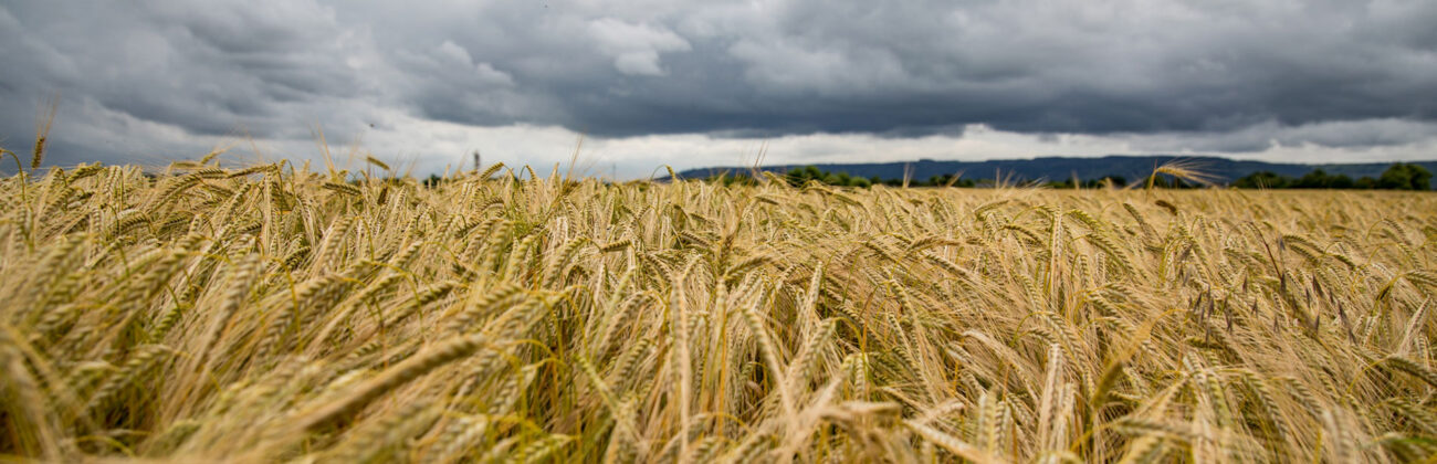 Barley nutrition facts
