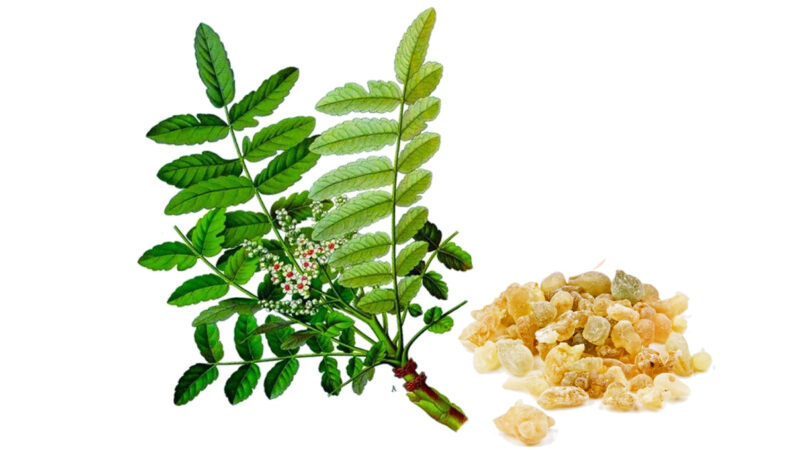 Boswellia
