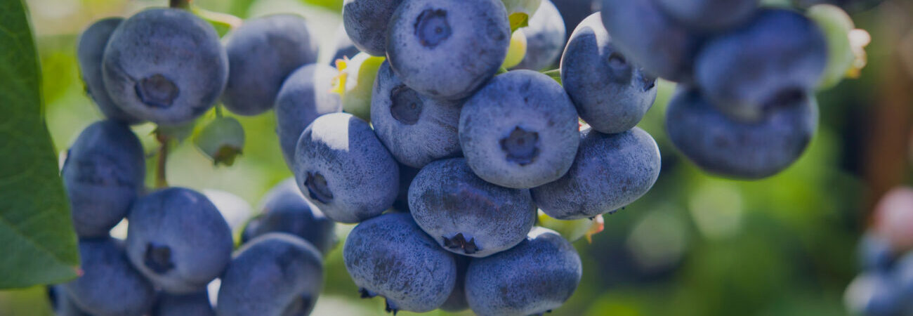 Health benefits of blueberries