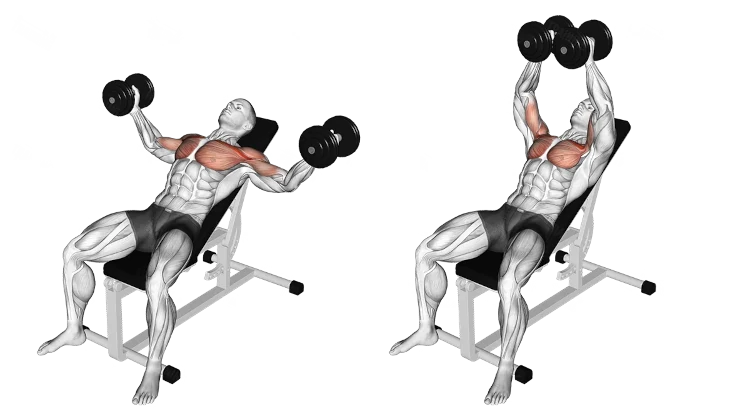 Incline dumbbell fly