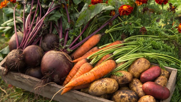 Root vegetables