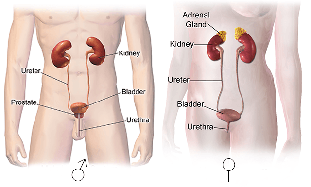 Urinary system