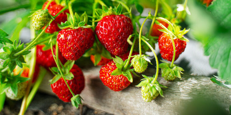 Strawberries