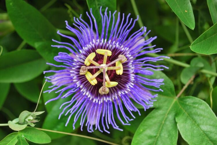 Passion flower passiflora incarnata
