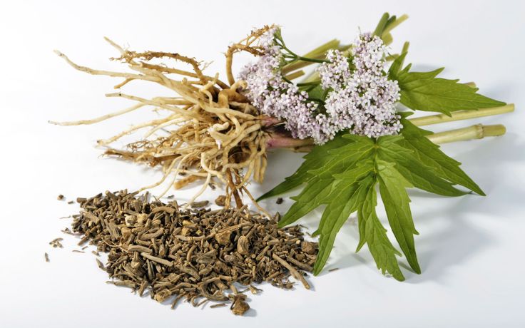 Valerian root