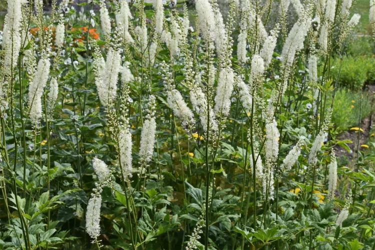 Black cohosh